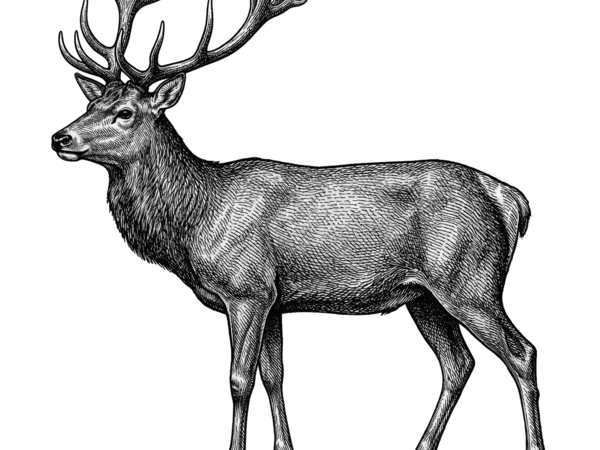 Braugast Kreuz Wildwochen